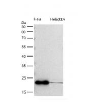 ARF5 Rabbit mAb