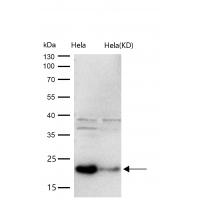 CIRBP Rabbit mAb