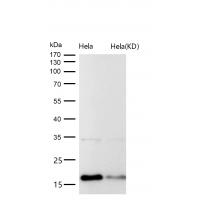 Histone H3 (acetyl K27) Rabbit mAb