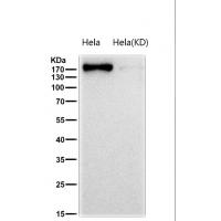 AGL Rabbit mAb