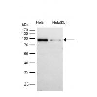 AKAP 95 Rabbit mAb