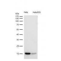 Histone H3 (acetyl K56) Rabbit mAb