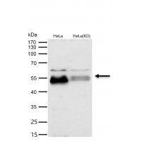 Smad5 Rabbit mAb