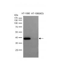 p38 MAPK Rabbit mAb