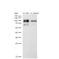 HIF-1 beta Rabbit mAb 