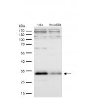 JAM1 Rabbit mAb