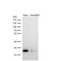 Bcl10 Rabbit mAb