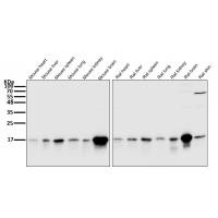 LC3B Rabbit mAb