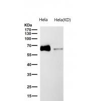 CDT1 Rabbit mAb