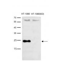 HMGB2 Rabbit mAb