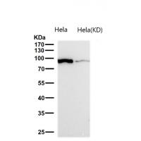 Dynamin 2 Rabbit mAb