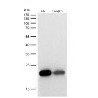 Cyclophilin F Rabbit mAb