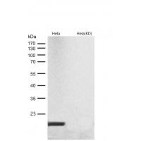 Ferritin Heavy Chain Rabbit mAb