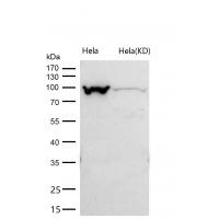 Exportin2 Rabbit mAb