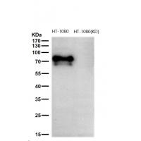 DCP1A Rabbit mAb