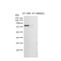 CRTC3 Rabbit mAb