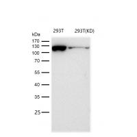 KIF5B Rabbit mAb