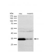 TCEA1 Rabbit mAb