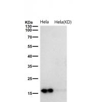 TCEB2 Rabbit mAb