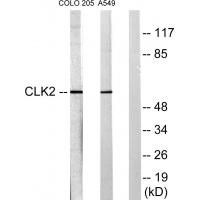 CLK2 Polyclonal Antibody