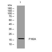 F162A rabbit pAb