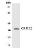 PSGR Polyclonal Antibody