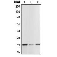 Anti-Caspase 1 p20 Antibody