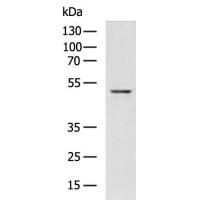 NTSR1 Antibody