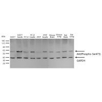 Akt(Phospho-Ser473) Antibody