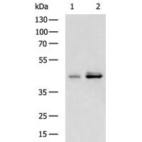 FUT1 Antibody