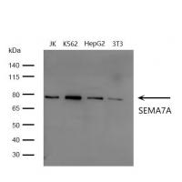 SEMA7A Antibody