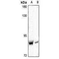 Cadherin 9 Antibody