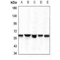 GPR37L1 Antibody