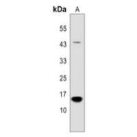 PP15 Antibody