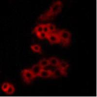 Panopsin Antibody