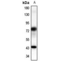 Panopsin Antibody