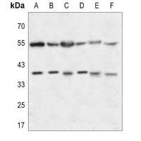 GPR10 Antibody