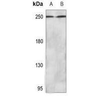 p220 Antibody