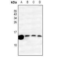 RPS27L Antibody