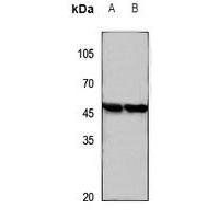 GPR172A Antibody