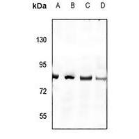 NHE8 Antibody