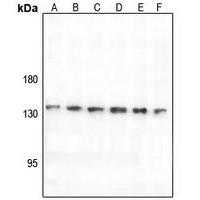 CNGB1 Antibody