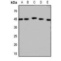 GALR2 Antibody