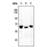 NFIA Antibody