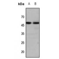 GALR1 Antibody