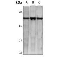 GPCR19 Antibody