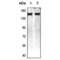 LPHN1 Antibody