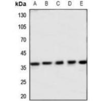 MAS1L Antibody