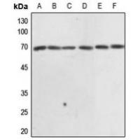 EIF3L Antibody