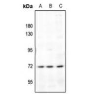 Frizzled 1/2/7 Antibody